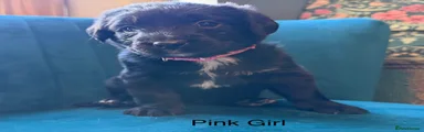 Pink girl
