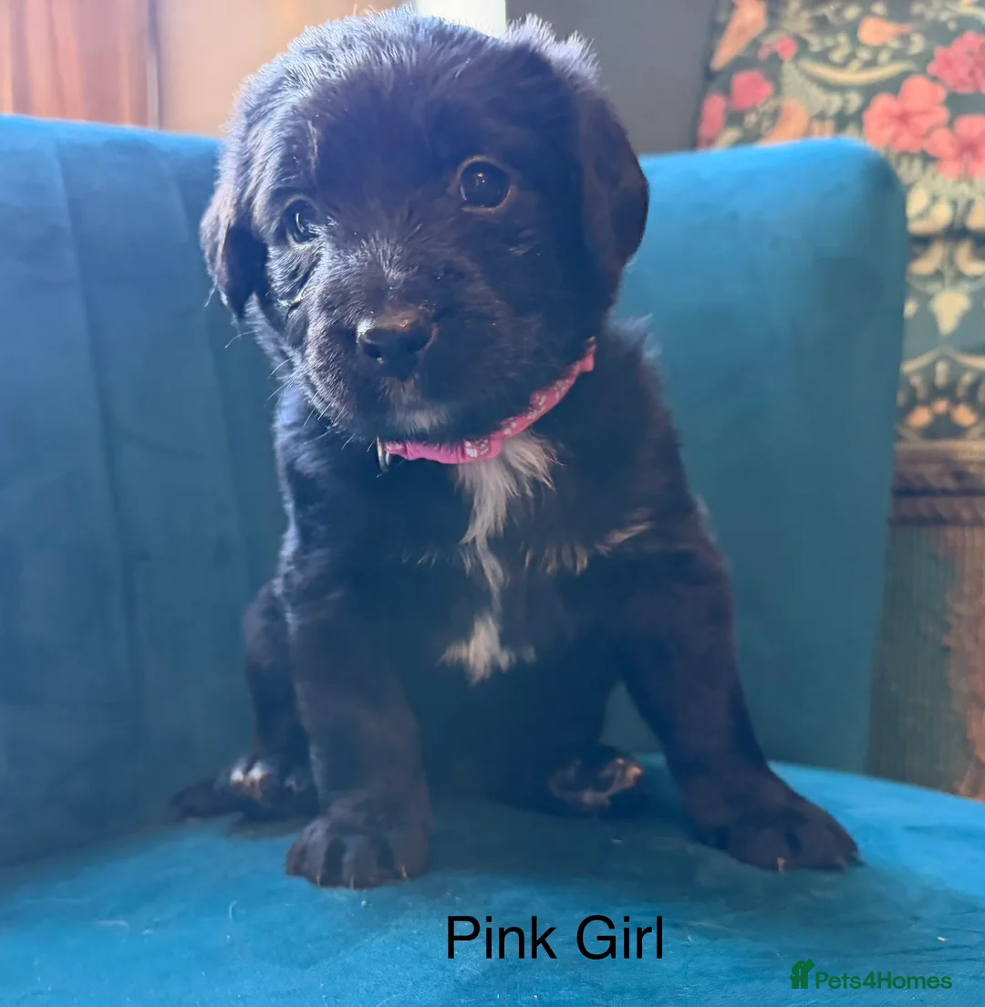 Mixed Breed dogs for sale: Beautiful Bernadoodle puppies available  in Cannock - Advert 2