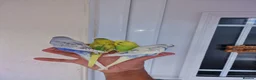 Budgerigars birds for sale: Super Silly hand tamed budgie - Advert 13