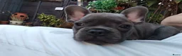 French Bulldog dogs for sale: 🐾 FRENCH BULLDOG PUPPIES | OUTSTANDING PEDIGREE • - Advert 35