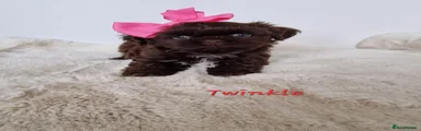Twinkle