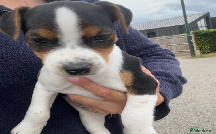 Mixed Breed dogs - Advert 15