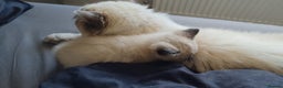 Ragdoll cats for stud: Stud Muffin in Ilkeston - Advert 12