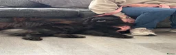 Chow Chow dogs for sale: Beautiful 2-Year-Old Chow Chow  - Advert 11