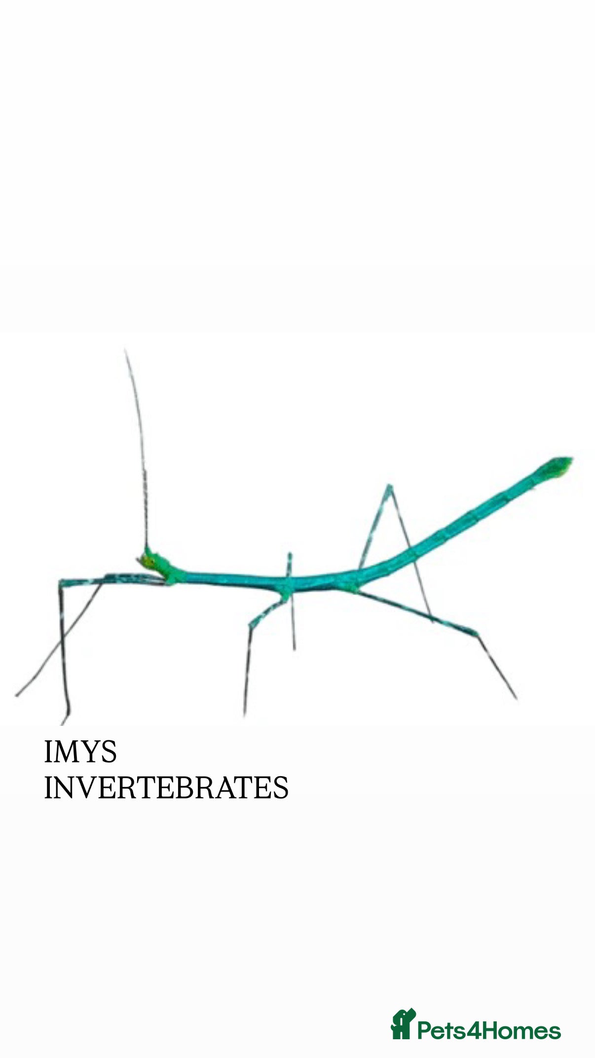 Stick Insects invertebrates X2 PELENG STICK INSECTS HAPPY TO SHIP - Advert 1