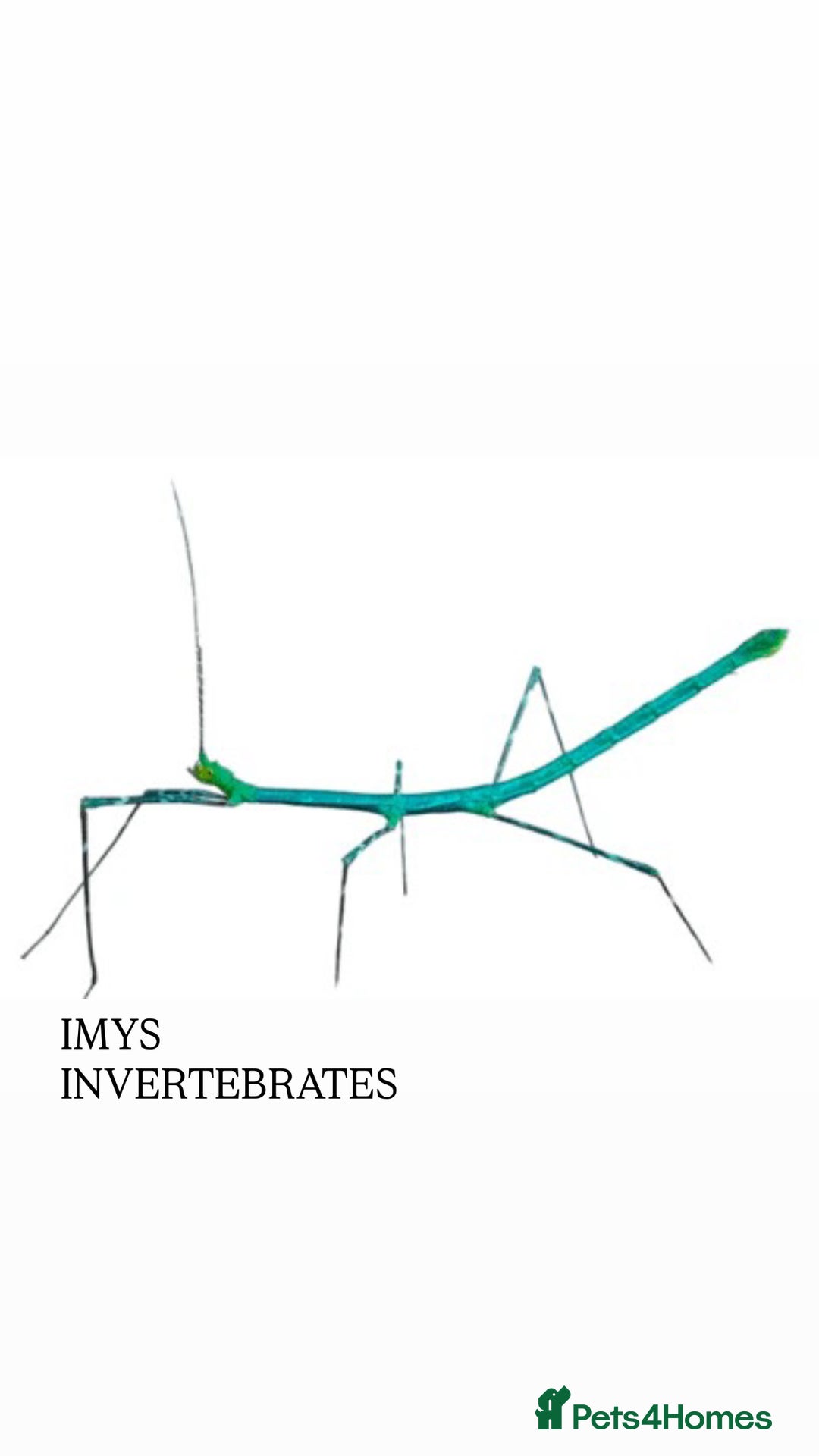 Stick Insects invertebrates for sale: X2 PELENG STICK INSECTS HAPPY TO SHIP - Advert 1