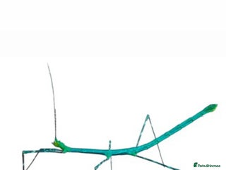 Stick Insects invertebrates X2 PELENG STICK INSECTS HAPPY TO SHIP - Advert 6