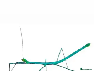 Stick Insects invertebrates X2 PELENG STICK INSECTS HAPPY TO SHIP - Advert 19