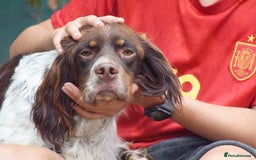English Setter dogs for adoption: Vito  - Image 9