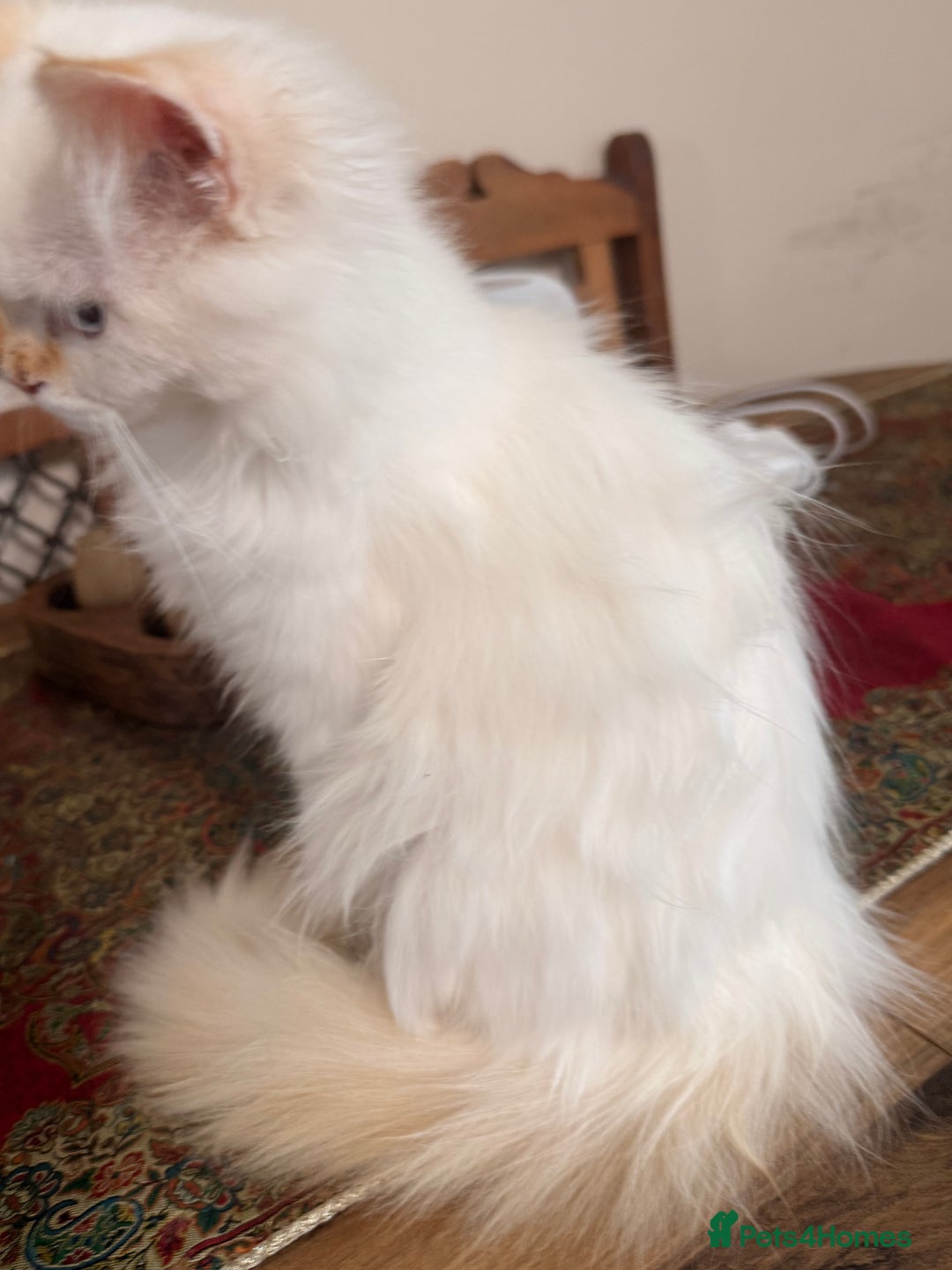 Ragdoll cats for sale: Long-haired Ragdoll Kitten Icy Blue Eyes 💎🐾 - Image 3