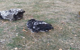 Chickens poultry for sale: Pekin bantam cockerel  - Image 2