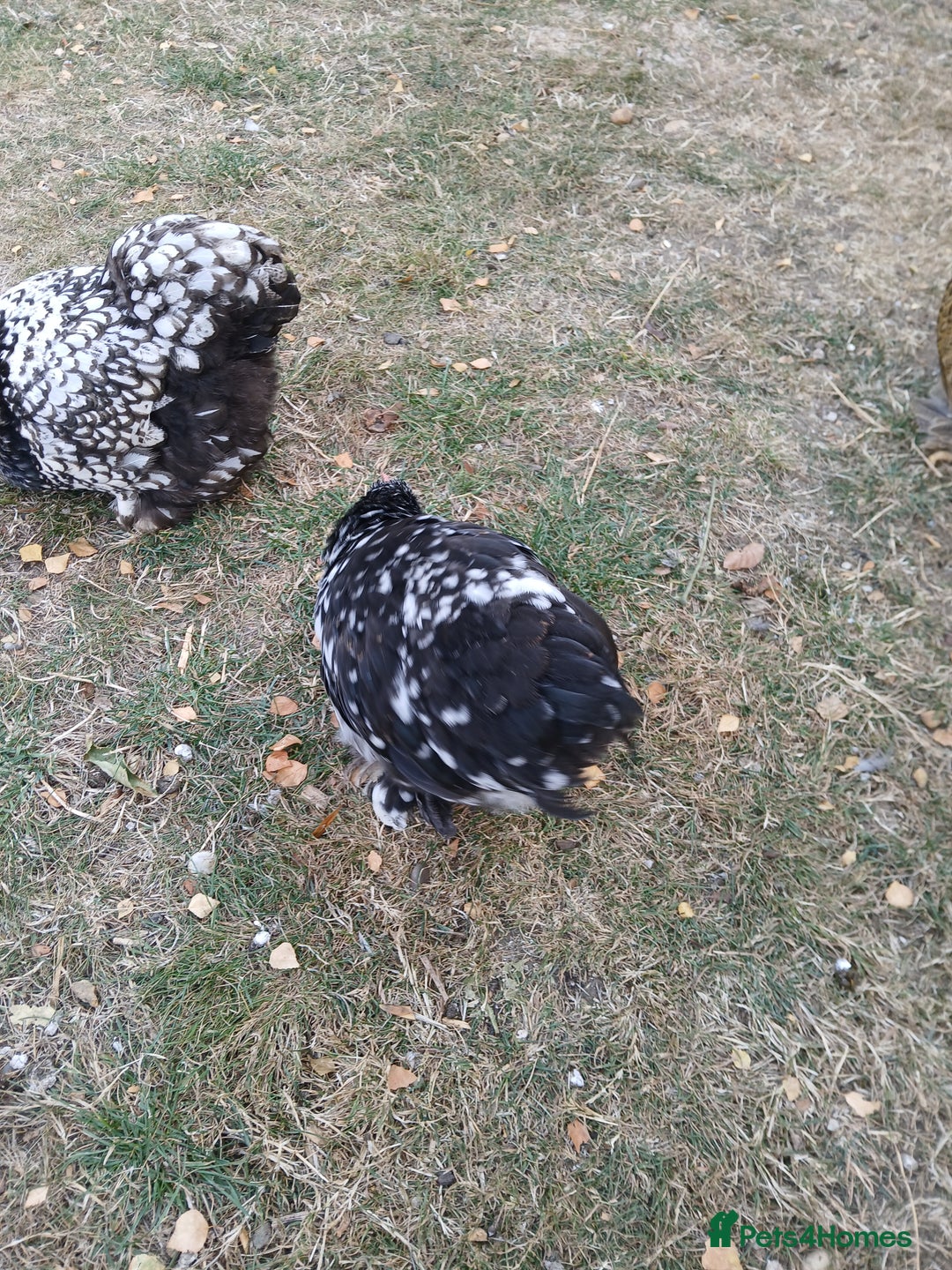 Chickens poultry for sale: Pekin bantam cockerel  - Image 2