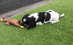 Cocker Spaniel dogs for sale:  show cocker puppy.KC reg. AMS.PRA. & FN clear. - Image 8