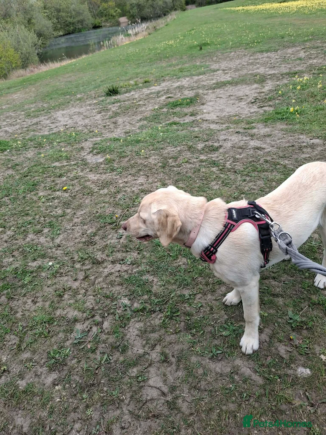 Labrador Retriever dogs for sale: Labrador Retriever in South Shields - Advert 2