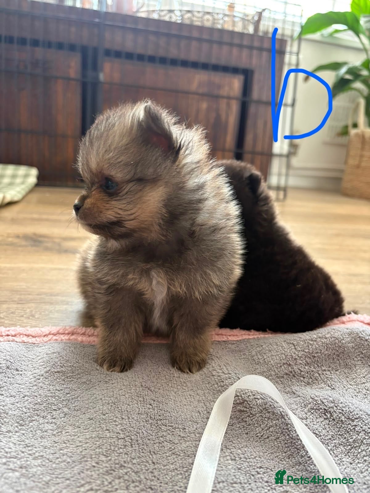 Pomeranian dogs Pomeranian puppies available for loving homes 💙💗 - Advert 4