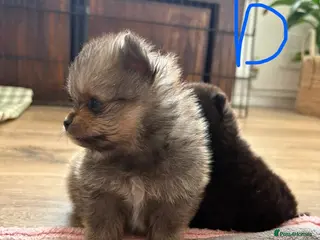 Pomeranian dogs Pomeranian puppies available for loving homes 💙💗 - Advert 4