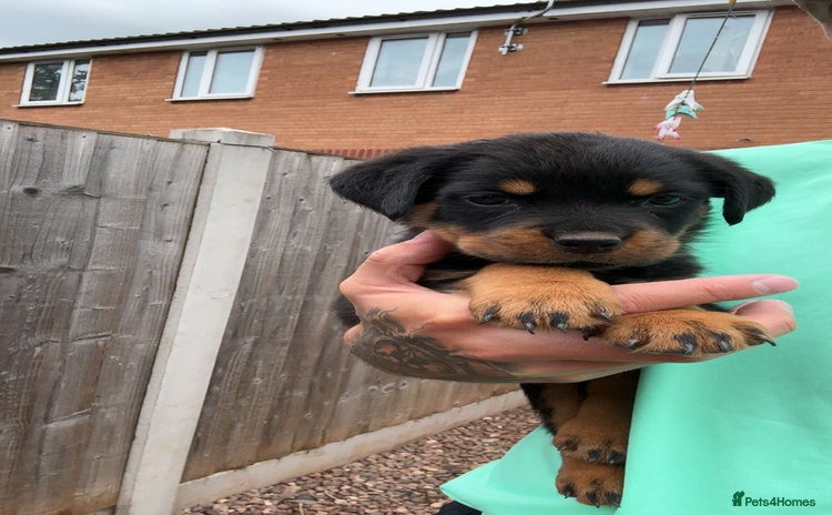 Rottweiler dogs - Advert 8