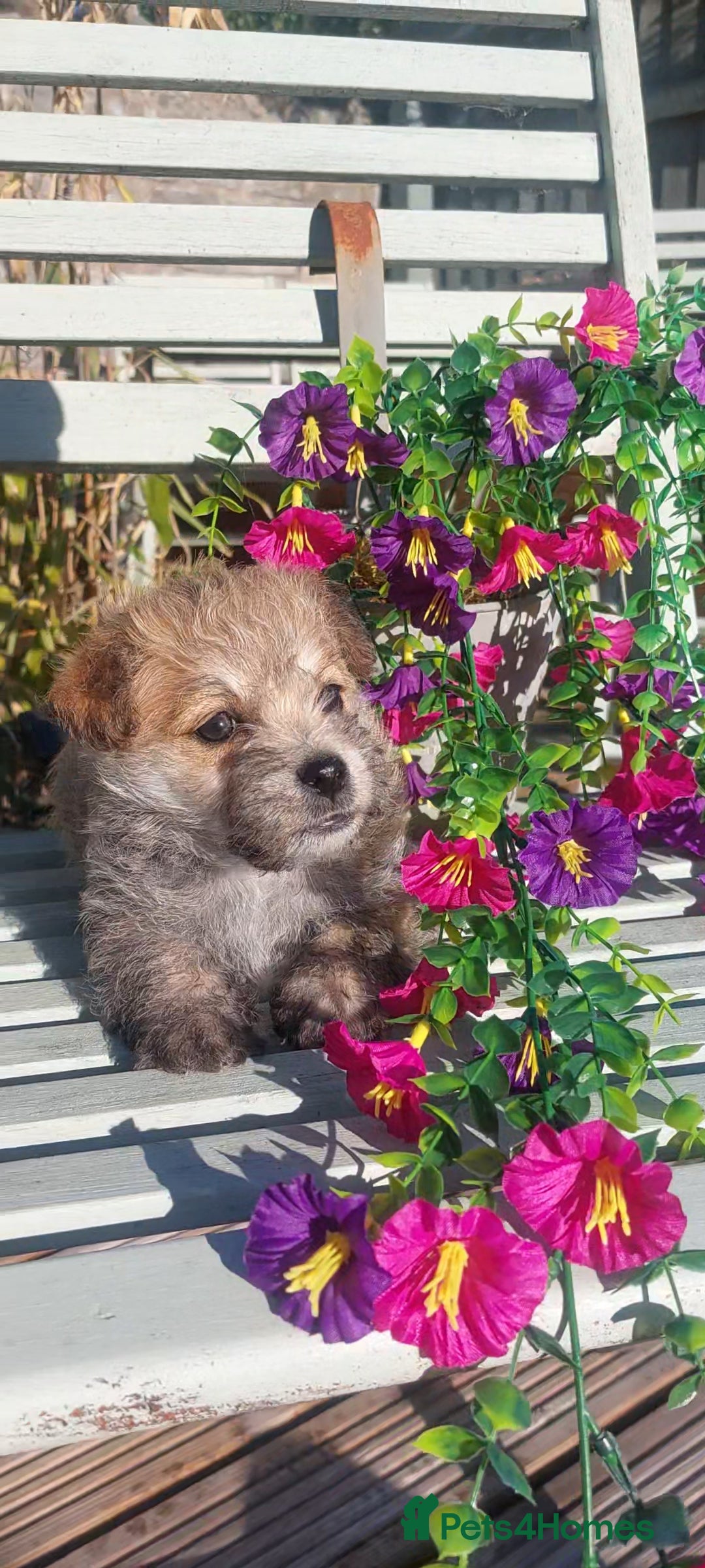 Poodle dogs for stud: Miniature poodle x norwich terrier - Image 6