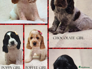 Cocker Spaniel dogs Show type unique markings cocker spaniel puppies - Advert 1
