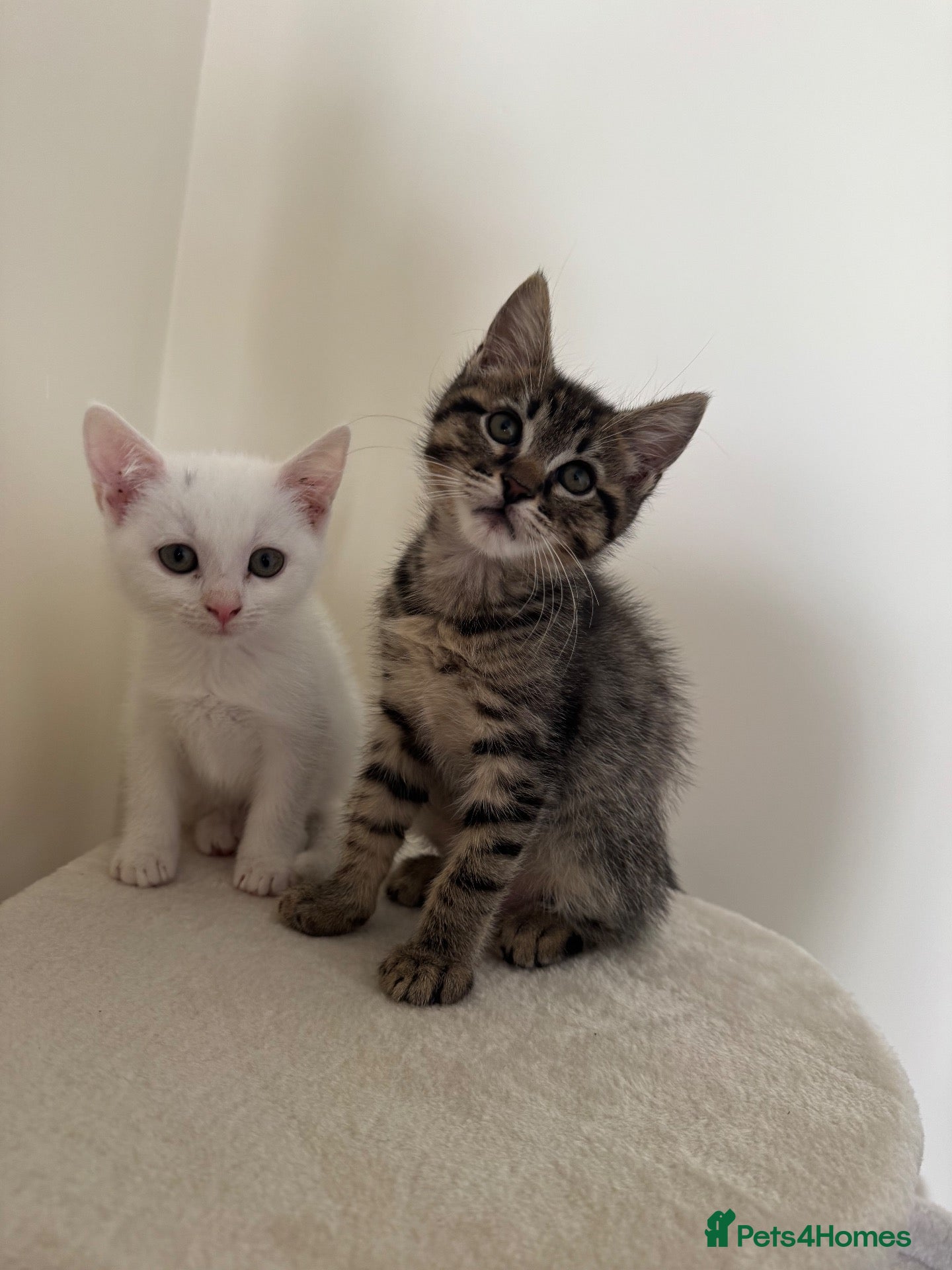 Mixed Breed cats 2x Kittens NOT SIBLINGS HAVE TO GO TOGETHER - Advert 4