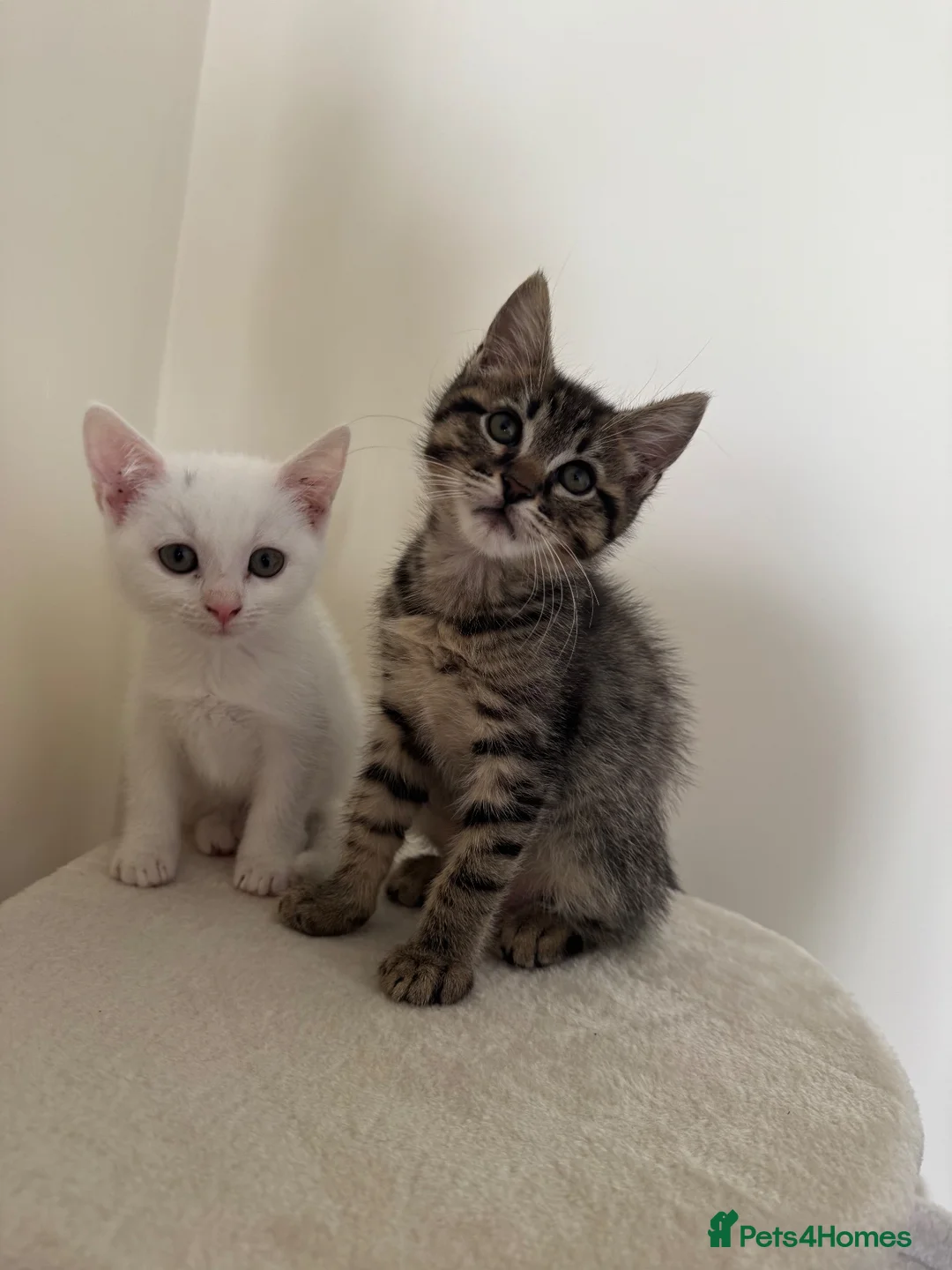 Mixed Breed cats for sale: 2x Kittens NOT SIBLINGS HAVE TO GO TOGETHER - Advert 1