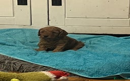 Cockapoo dogs for sale: cockapoo - Image 3