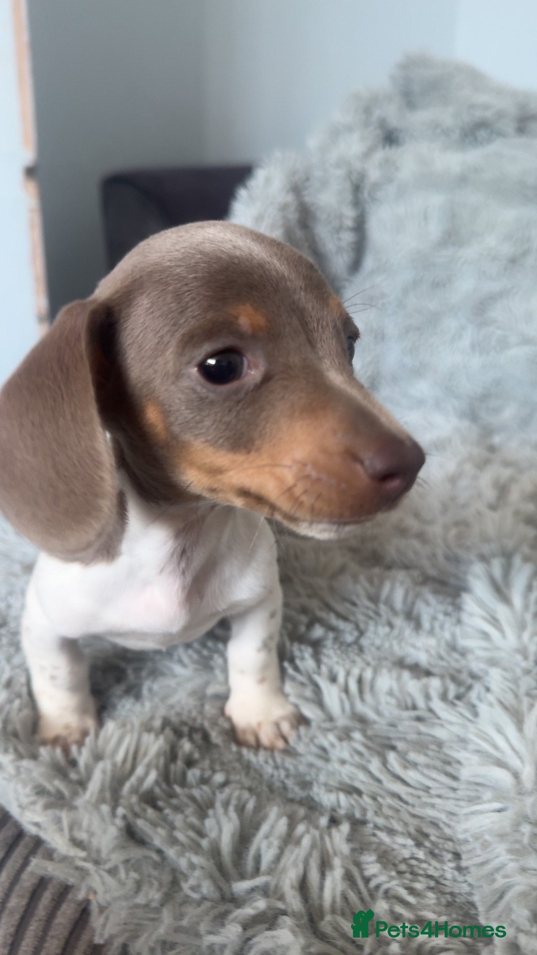 Miniature Dachshund dogs Beautiful miniature dachshund little girl - Advert 2