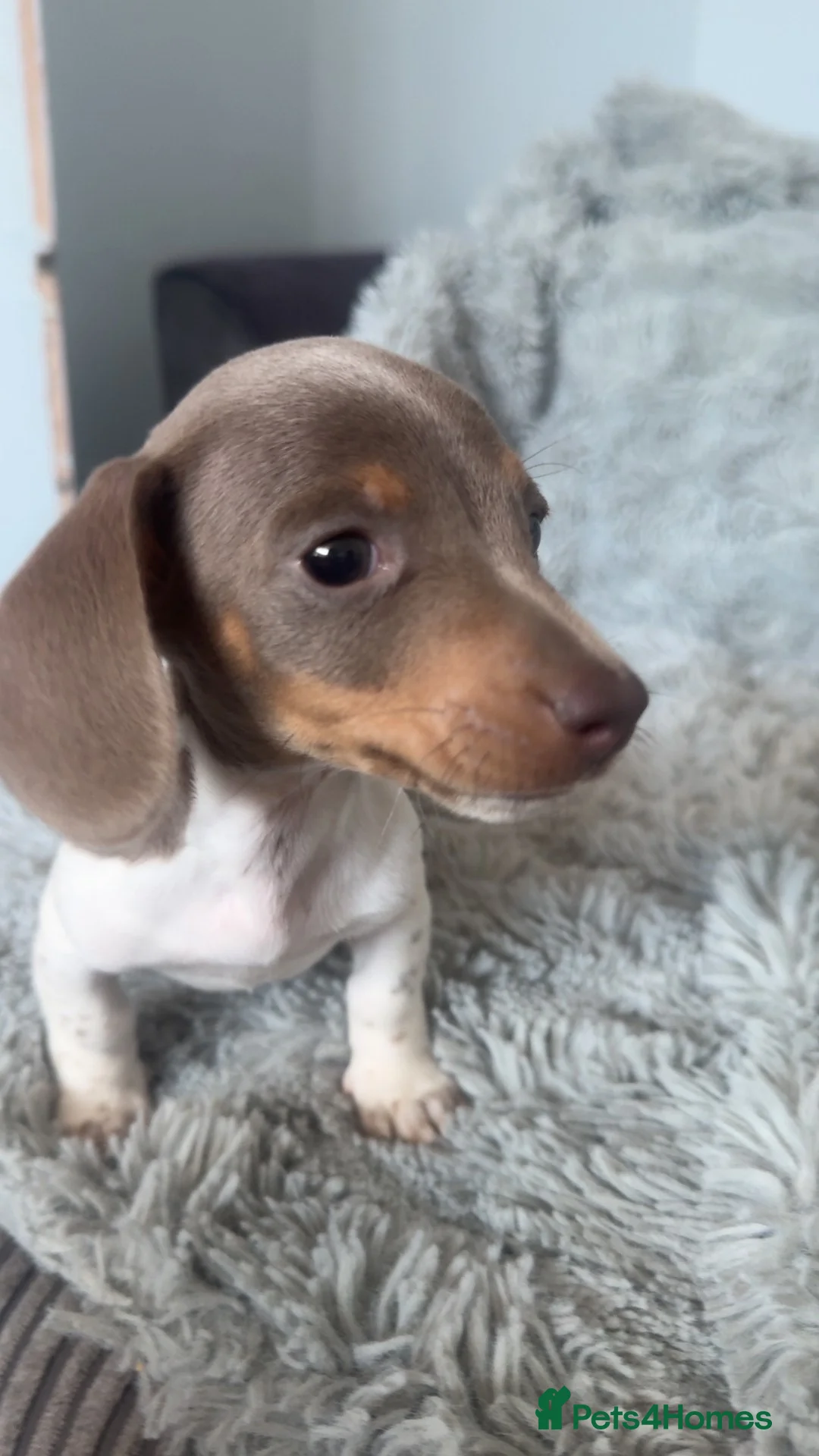 Miniature Dachshund dogs for sale: Beautiful miniature dachshund little girl - Advert 1