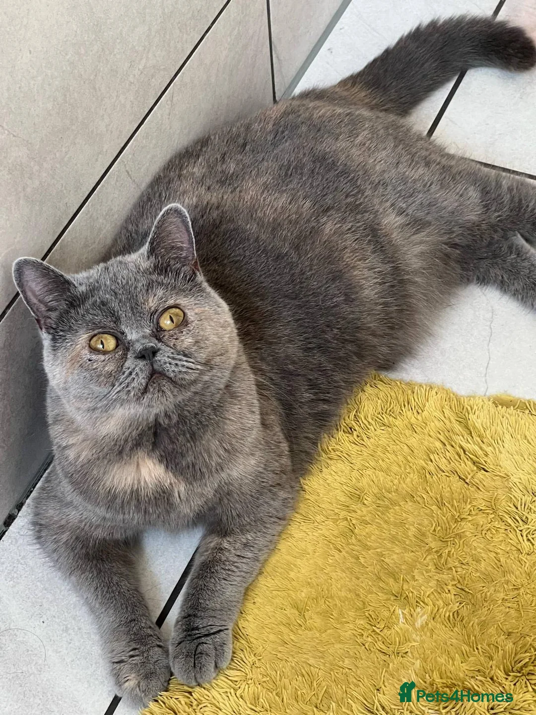 British Shorthair cats for sale: ⭐️1 LEFT Stunning BSH kittens GCCF registered ⭐️ - Advert 16