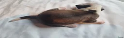 Tibetan Terrier dogs for sale: 7 Tibetan Terrier Puppies  - Advert 11