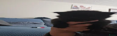British Longhair 3