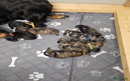 Mixed Breed dogs for sale: Rottweiler x poodle puppies - Image 4