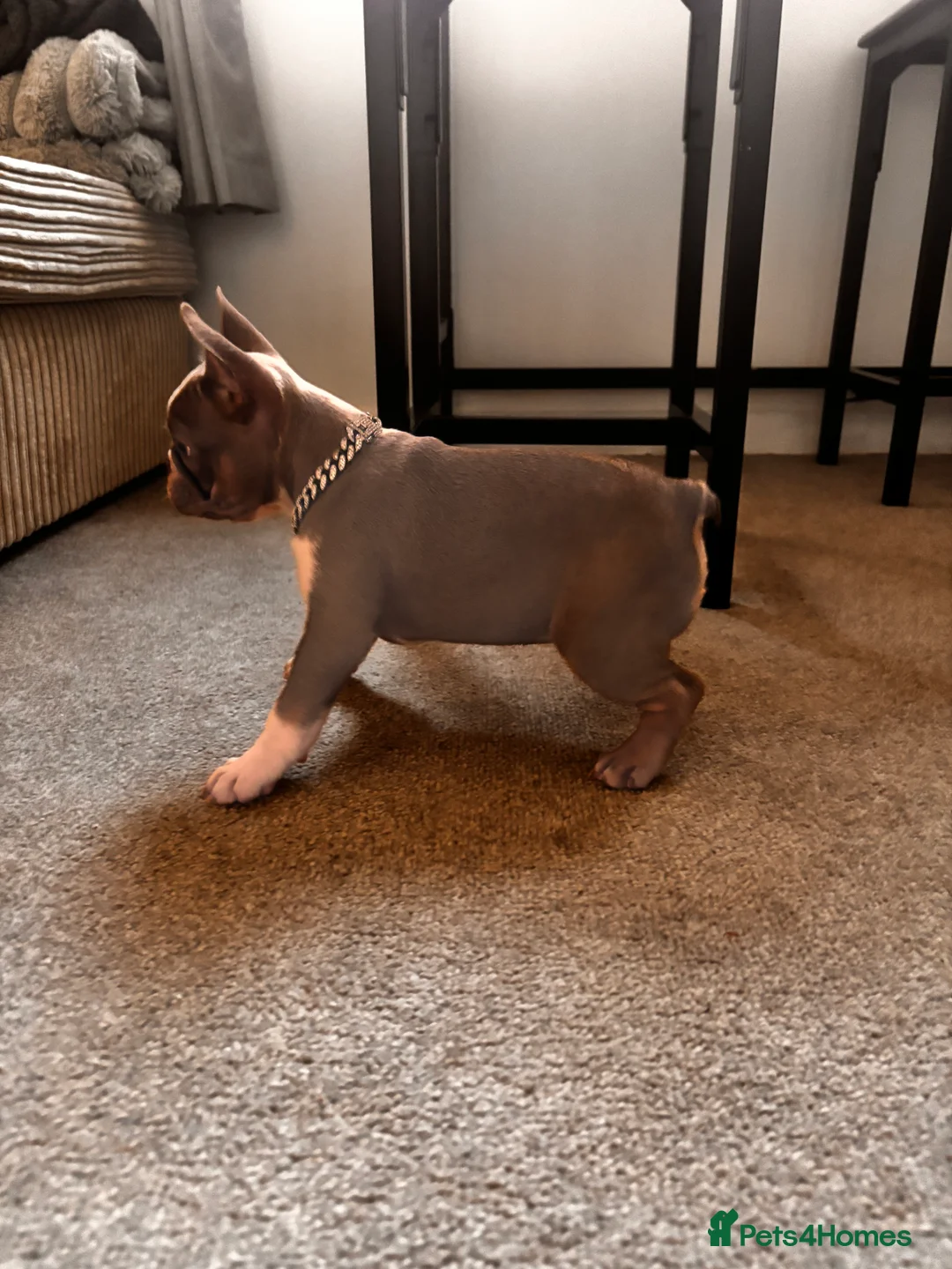 French Bulldog dogs for sale: french bulldog pup - Advert 3