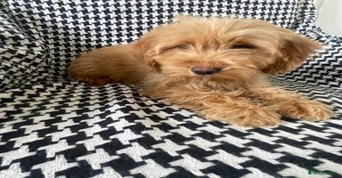 Cockapoo dogs 1 female Cockapoo puppy for sale - Advert 1