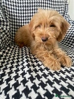 Cockapoo dogs 1 female Cockapoo puppy for sale - Advert 2