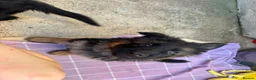 German Shepherd dogs for sale: KC German Shepherd puppies  - Advert 22
