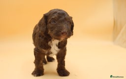 Australian Labradoodle dogs for sale: 🧡💚💙Unique Phantom &  Brown & Tuxedo 💙💚🧡 - Image 9