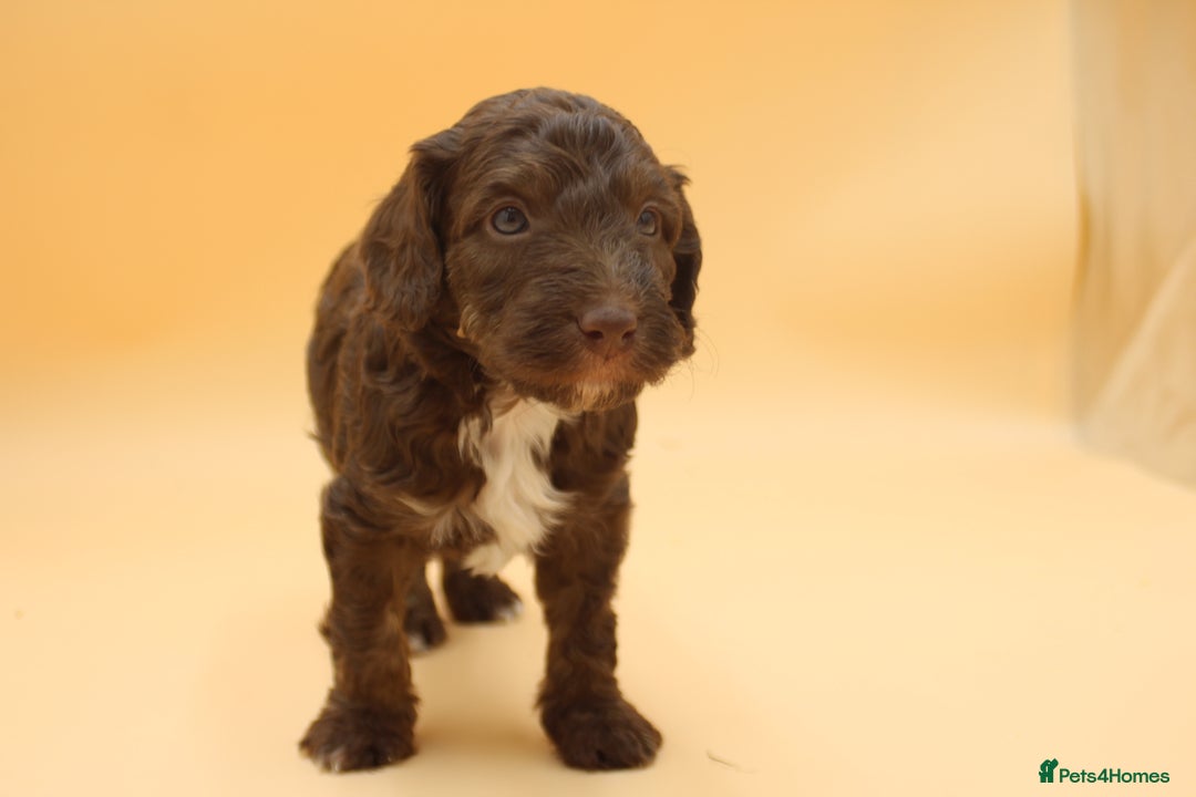 Australian Labradoodle dogs for sale: 🧡💚💙Unique Phantom &  Brown & Tuxedo 💙💚🧡 - Image 9