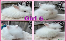 Angora rabbits for sale: Full faced English Angora babies  - Image 4