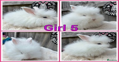 Angora rabbits - Advert 5