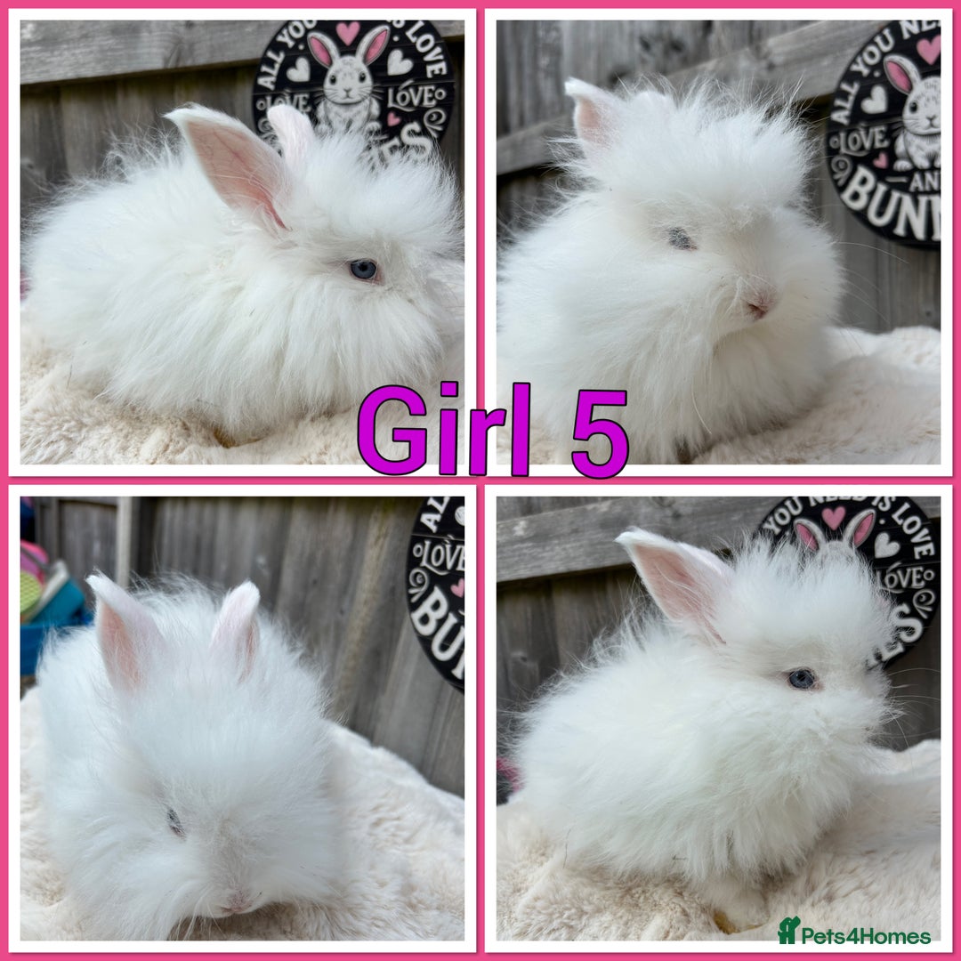 Angora rabbits for sale: Full faced English Angora babies  - Image 4