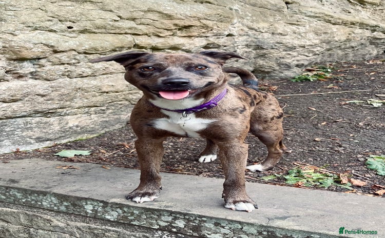 Mixed Breed dogs for sale - Advert 1