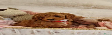 Cavapoo 8