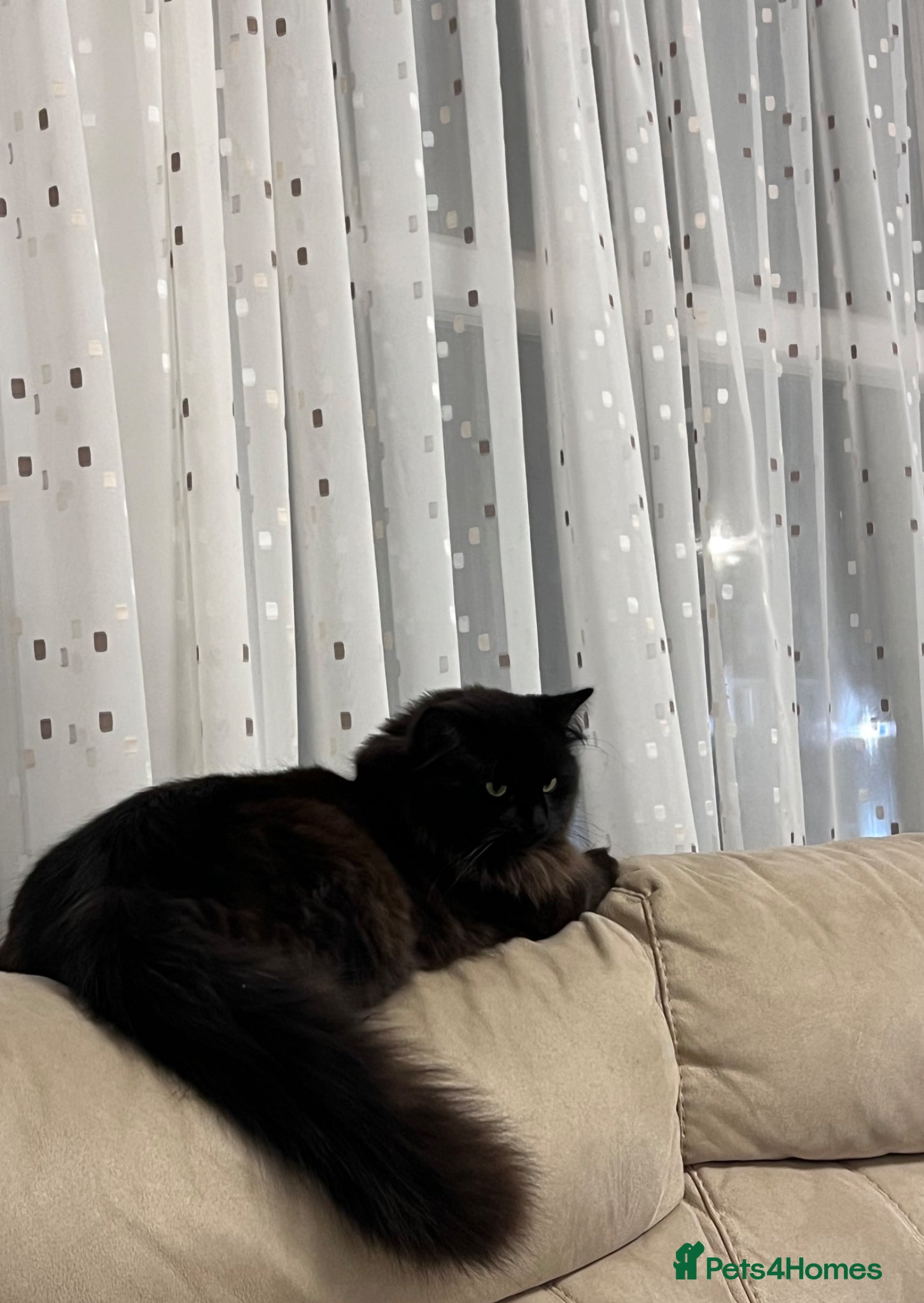 Ragdoll cats Chico - Advert 8