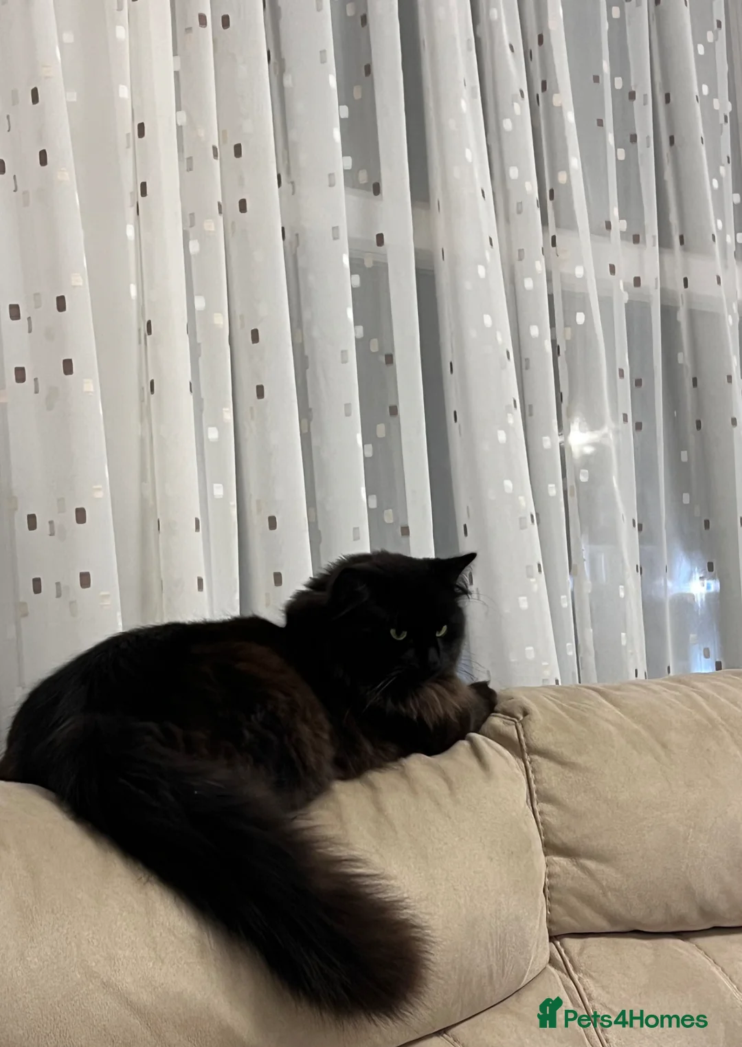 Ragdoll cats for sale: Chico - Advert 1