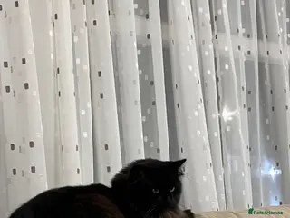 Ragdoll cats Chico - Advert 8