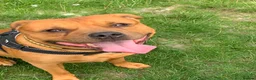 Staffordshire Bull Terrier dogs for stud: For stud- Red Staffordshire bull terrier in Telford - Advert 11