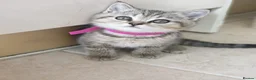 British Shorthair cats for sale: 🐾 Exceptional GCCF British Shorthair Kittens 🐾 - Advert 24