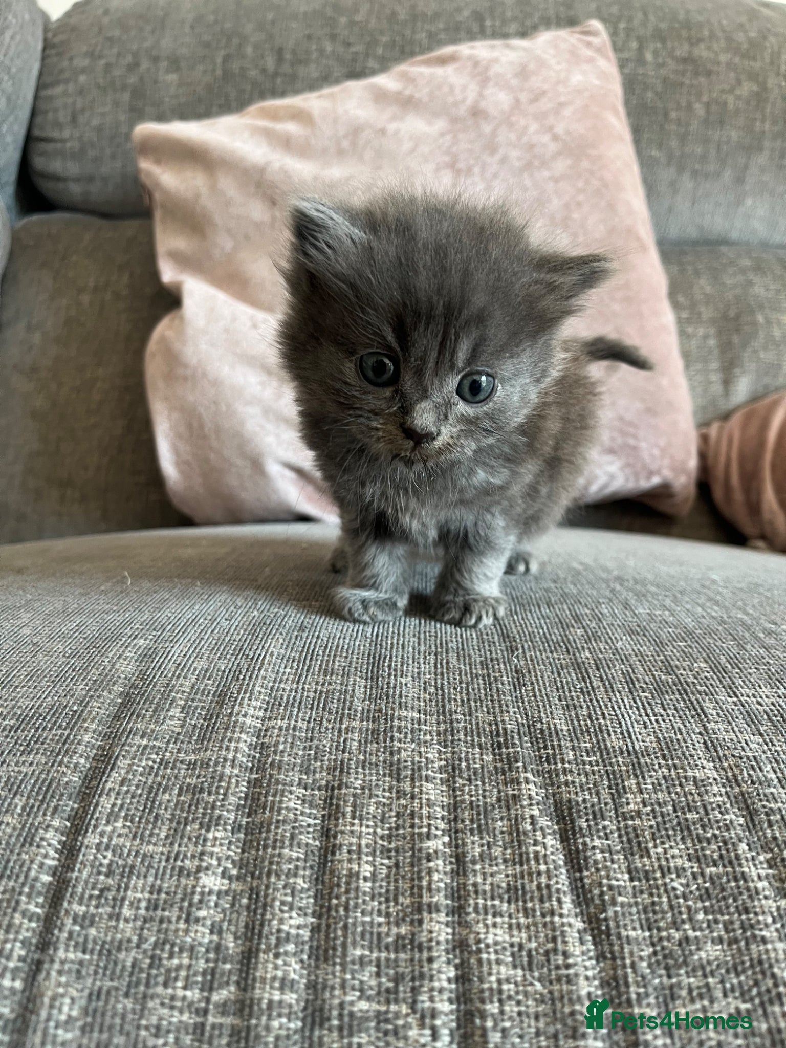 Ragdoll cats 3 ragdoll kittens  - Advert 16