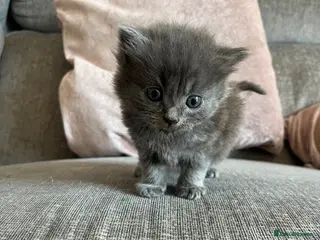 Ragdoll cats 3 ragdoll kittens - Advert 16